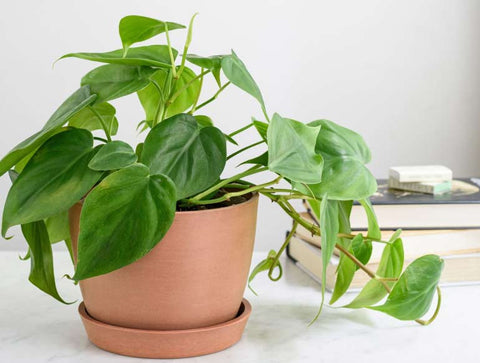 Philodendron with heart-shaped leaves that are deep glossy green