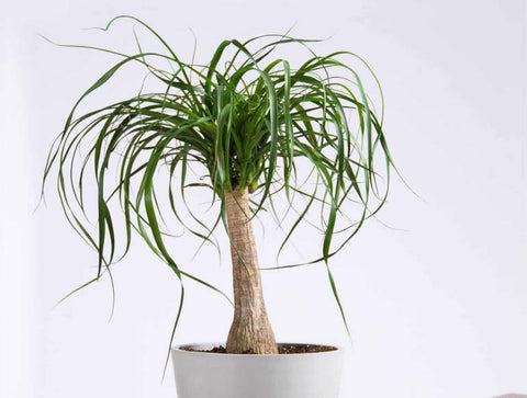 Lush ponytail palm houseplant