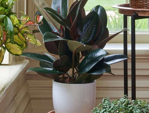 Rubber Plant have large, shiny dark green leaves