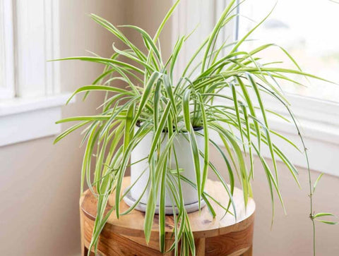 Hanging Spider Plant: Arching green and white striped foliage
