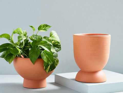 Terracotta Planter gives earthy attractiveness look to your Home