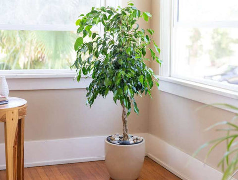 Weeping Fig tree with drooping branches and small, pointed that are dark green