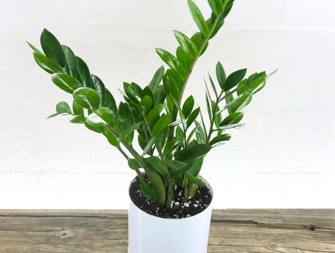 ZZ Plant with thick, glossy leaves that are dark green