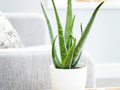 Aloe Vera plants with thick, succulent leaves