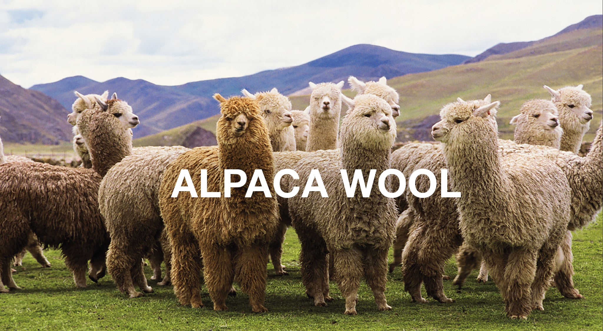Why is alpaca wool sustainable? 10 reasons – Be ALPACA