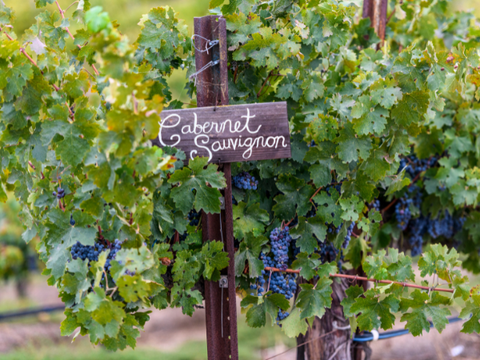Vineyard of Cabernet Sauvignon grapes