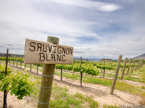 Vineyard with Sauvignon Blanc grapes