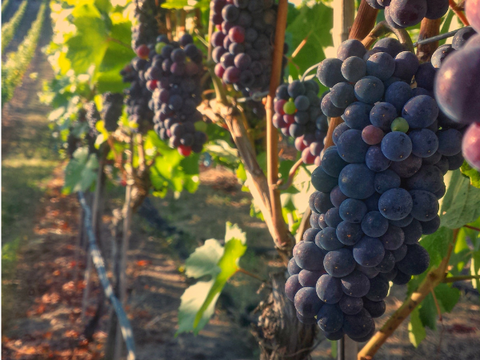 grapes on the vine