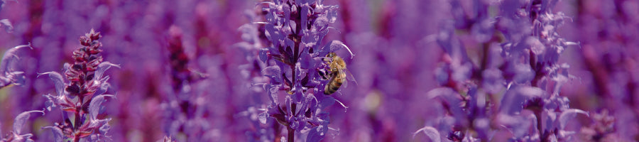 Close up shot of Clary sage, a great essential oil for sleep