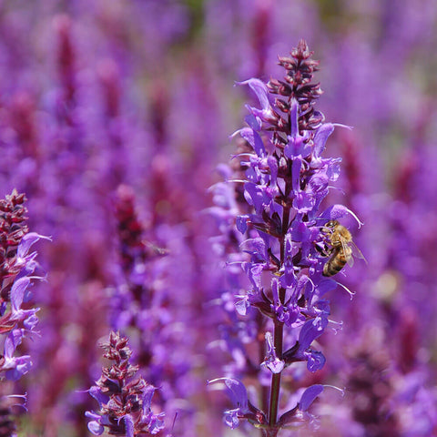 Clary Sage Essential Oil for Sleep