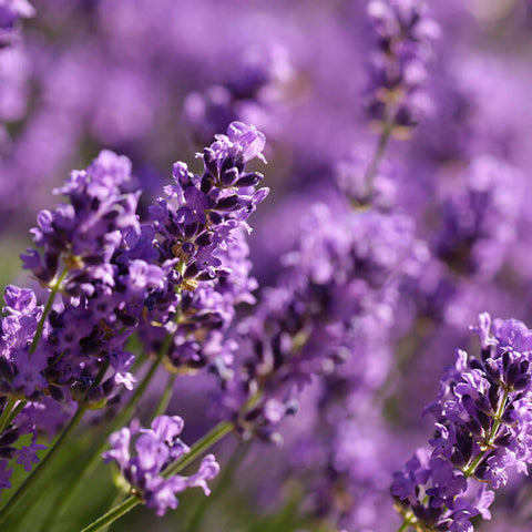 Lavender Essential Oil for Sleep