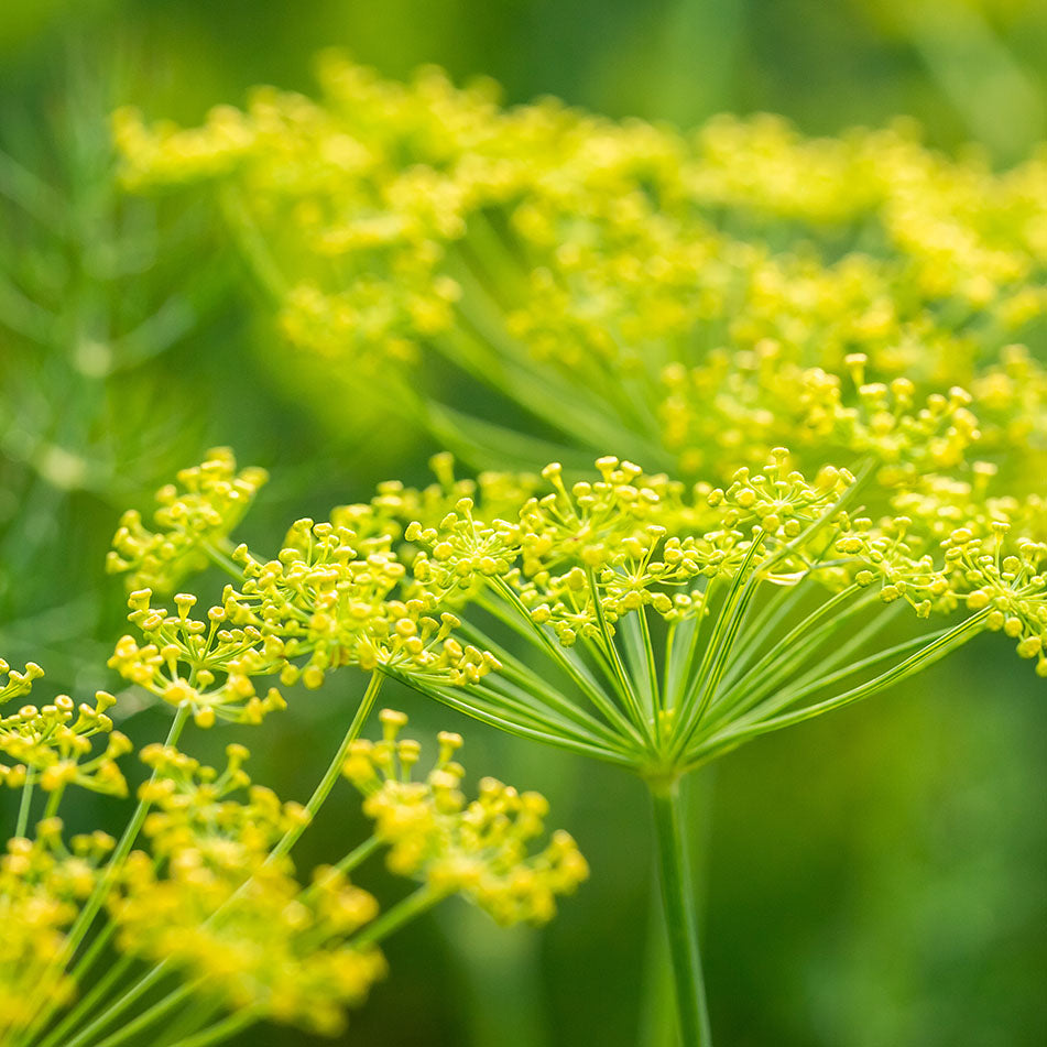 Fennel, Sweet Pure Essential Oil