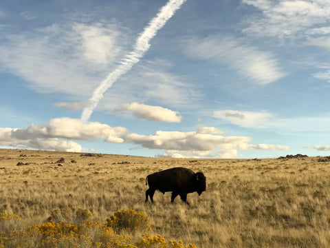 Bison roaming the land in Boerne, Texas.