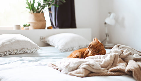 Cat in King sized bed