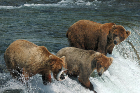 Three bears fishing in a river.