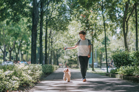 Person walking with dog