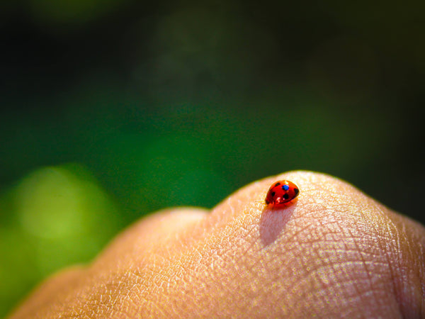 A tiny bug on a finger
