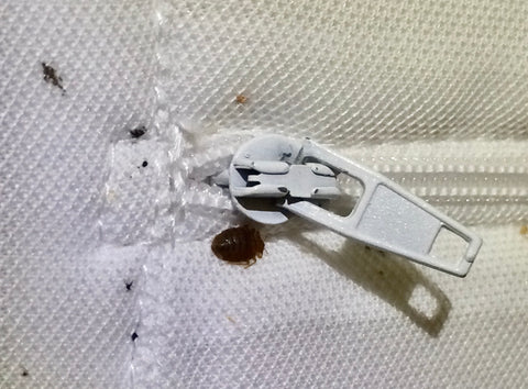 Bed bugs arounds zipper.