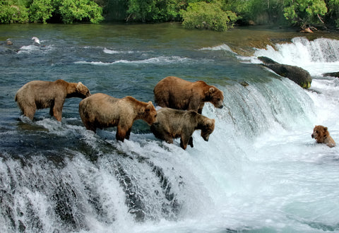 Bear standing at the edge of a waterfall fishing.
