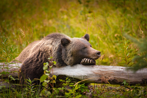 A bear sleeping in the wild.
