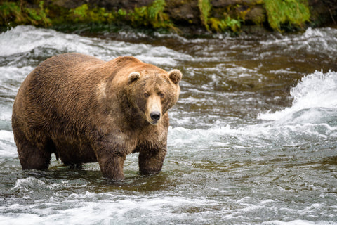 A bear standing in a river.