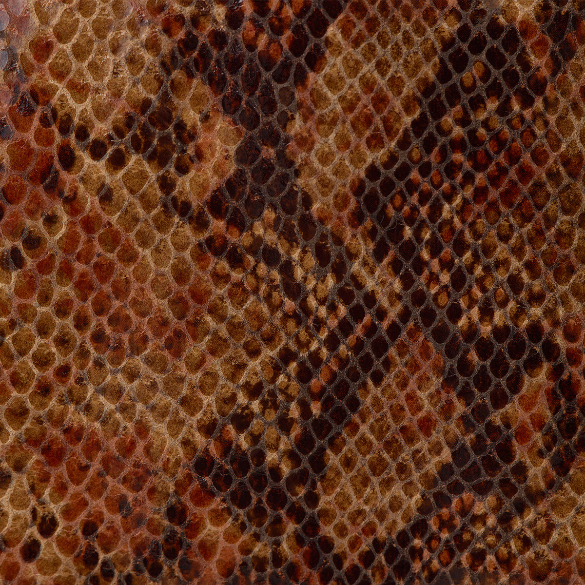Hammitt Centerpiece Snake Clear Makeup Bag