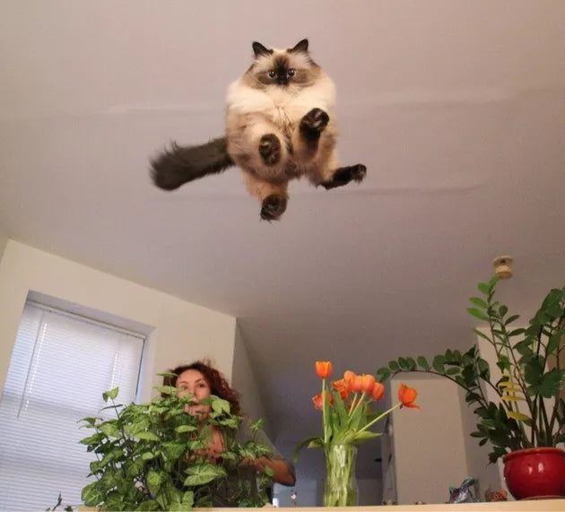 perfectly timed cat photos