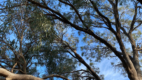 Native trees in Perth - photography by Fleur Edwards