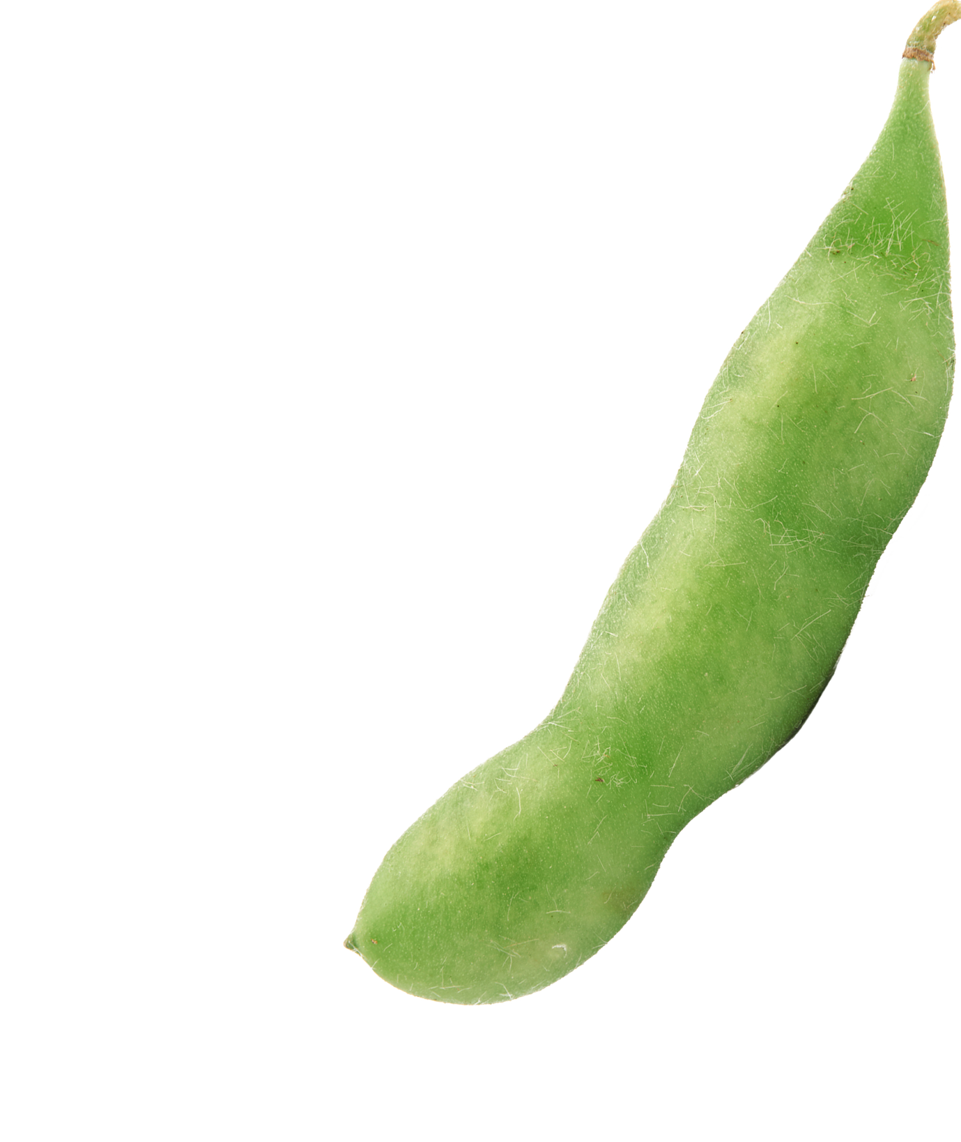 Soy bean pod