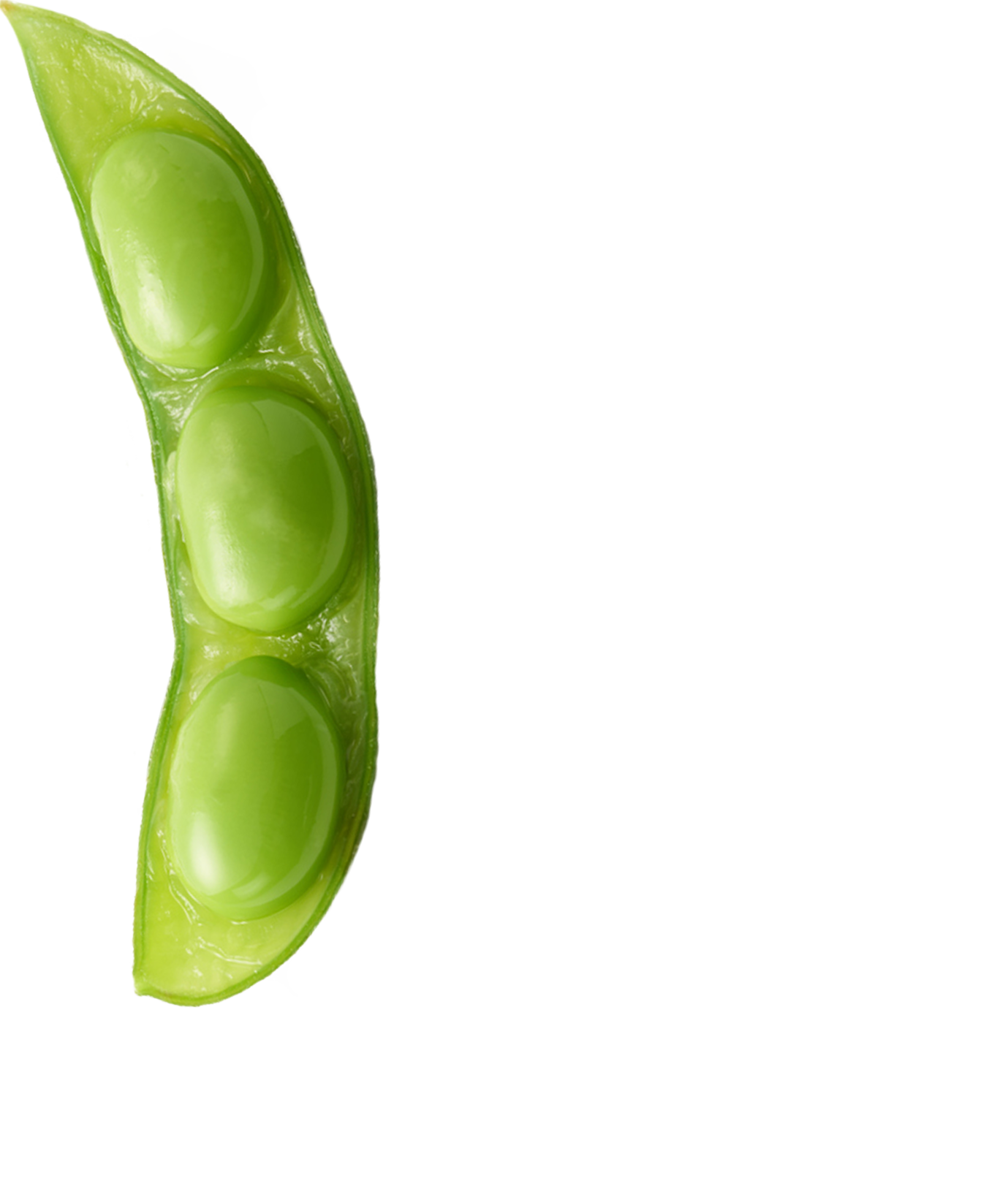 Soy bean pod with beans exposed