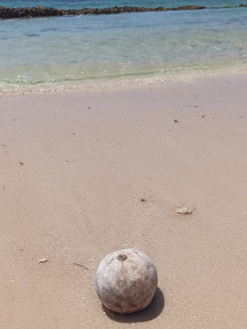 Gourd on a Caribbean Beach