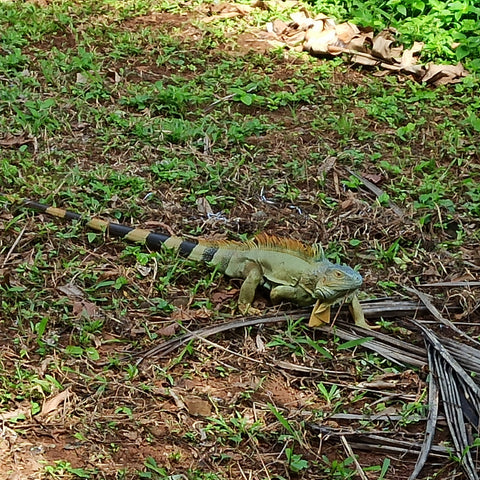 Iguana on Little Corn Island, Caribbean, Nicaragua