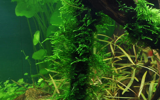 Aquascaping Moss and Aquatic Plant Invisible Wire String – Castle