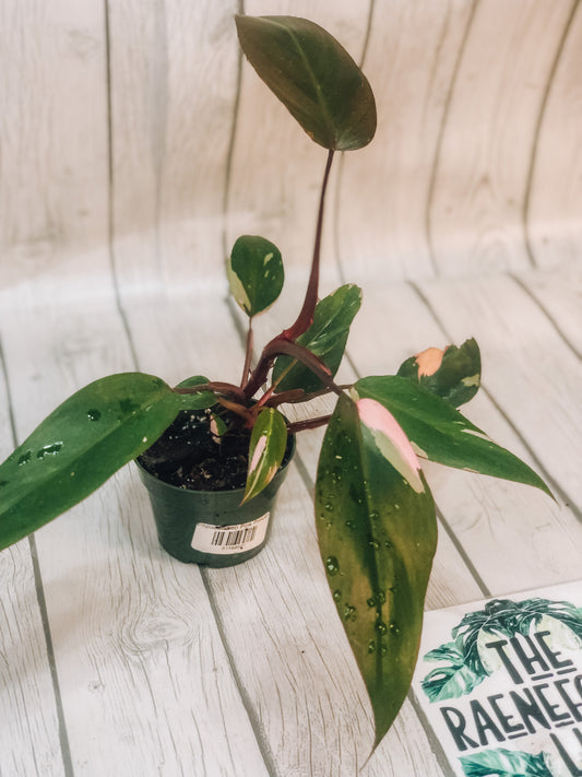 Epipremnum Pinnatum Albo #1 – Plant Friends ATL