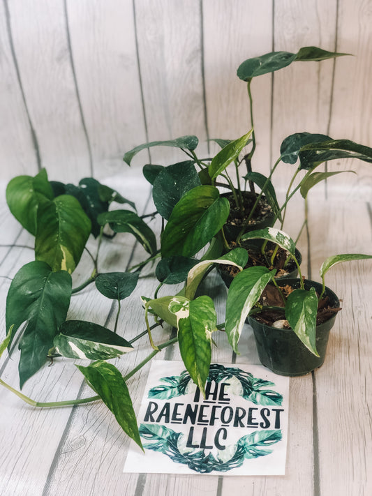 Epipremnum Pinnatum Albo Variegated Plant - Mawar Hitam Flora