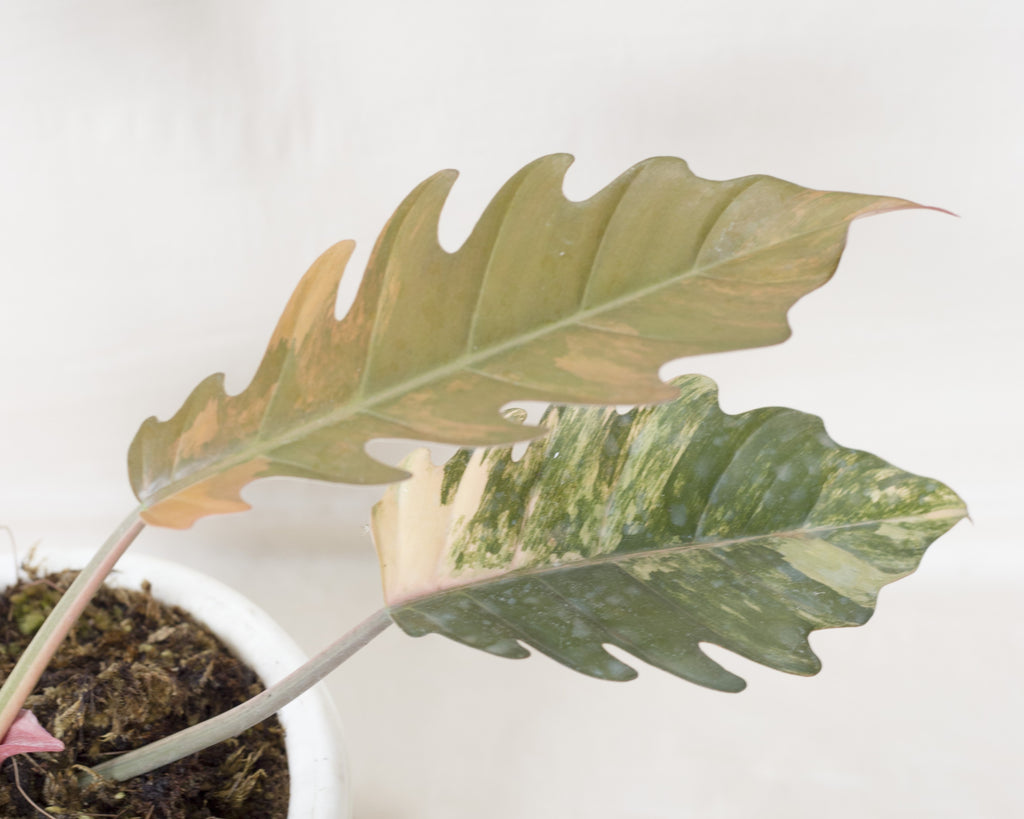 Philodendron caramel marble