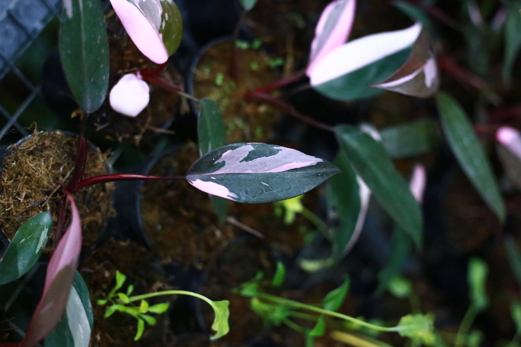 Philodendron pink princess