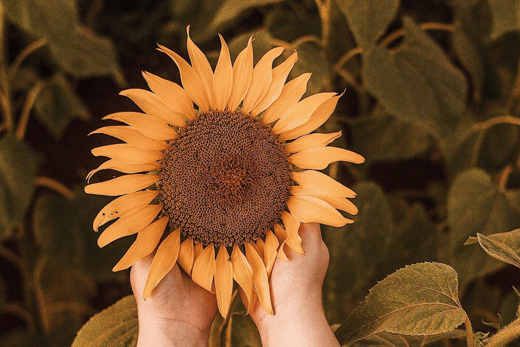 Sunflower Annual Flower