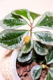 Elatostema latifolium - Nusaplant