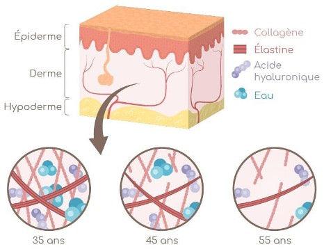Collagène de type 1, Collagène de type 2, derme, peau