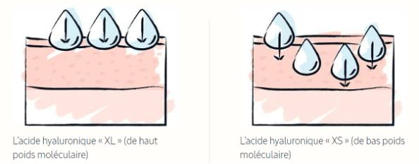 Acide hyaluronique, bas poids moléculaire, biodisponible