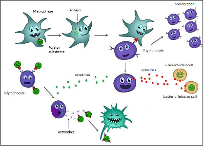 Globules blancs, virus, cytokine