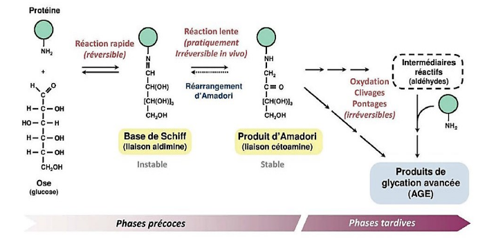 Stress oxydant, glycation, anti-âge, perte de collagène