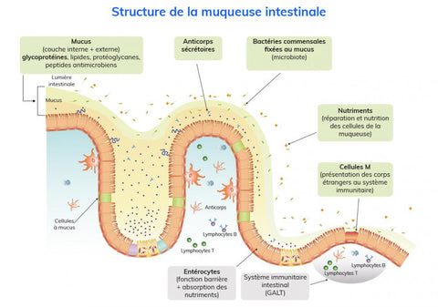 schéma de structure de la muqueuse intestinale | Inlissa