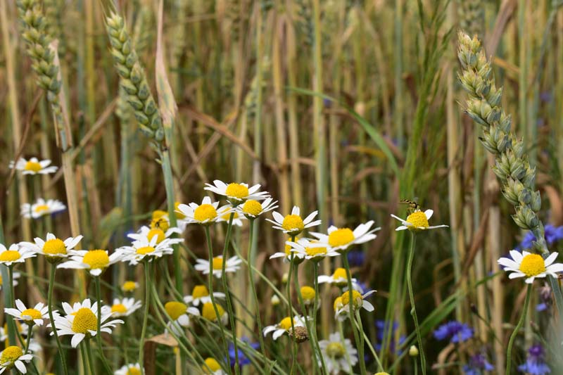 A field of chamomile.