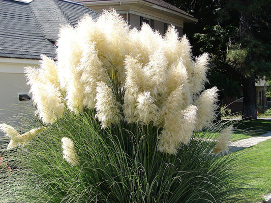 Outsidepride Pampas Grass Seeds - Pink - 2000 Seeds