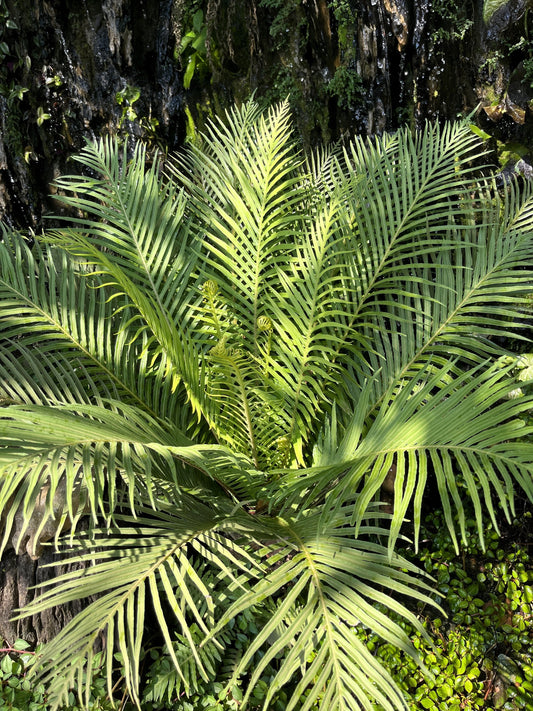  Royal Palm Tree Seeds, Roystonea Regia, aka Cuban