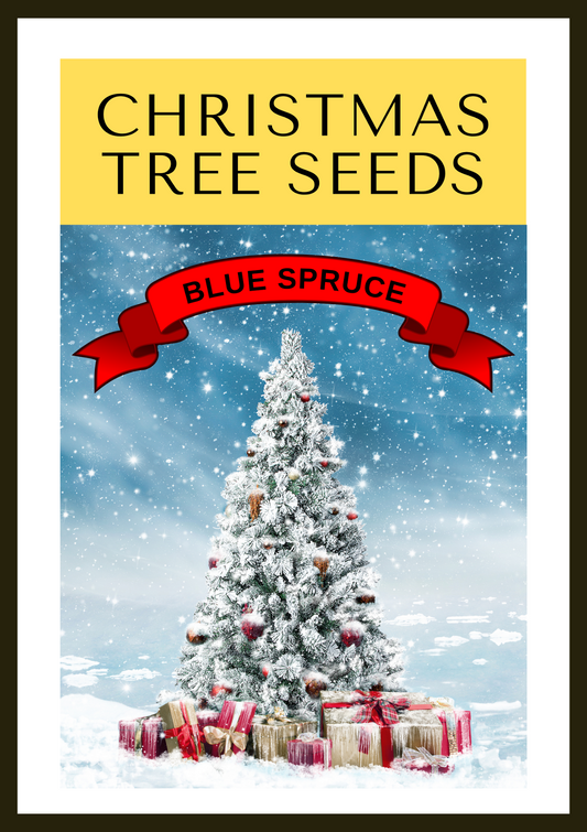 50 Blue Spruce Seeds - Christmas Trees (Colorado, Picea pungens) FREE  SHIPPING