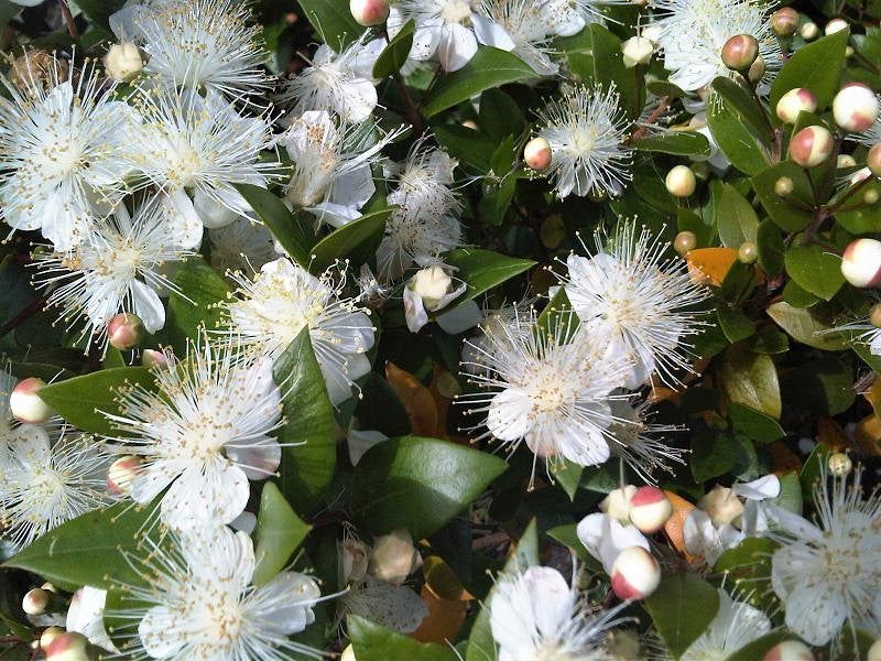 20 TRUE MYRTLE Myrtus Communis aka Common & Sweet Myrtle Fragrant Whit# ...