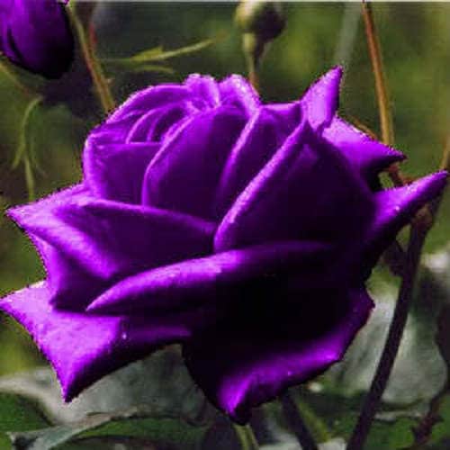 5 JAPANESE WISTERIA Floribunda Flower Purple Ornamental Vine Climber S –  Seedville USA